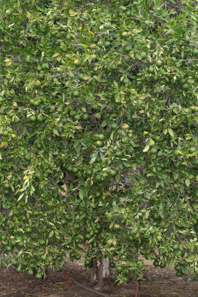            Habit (Riverside, CA)   